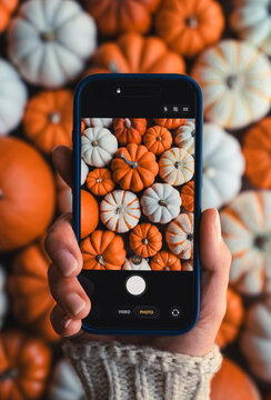 Person taking a photo of small pumpkins with smartphone from above