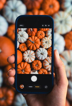 Hand holding a smartphone taking a picture of mini pumpkins