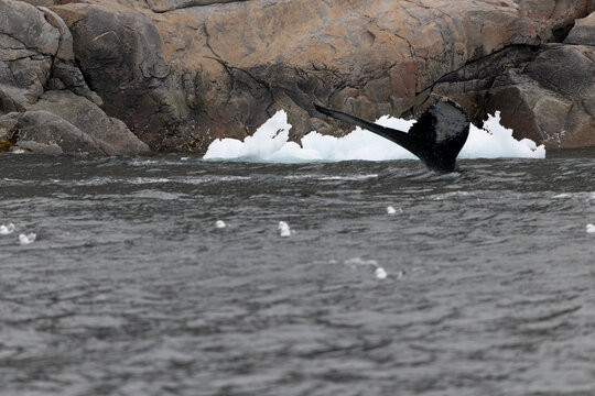 Humpback whale tail fluke dives into cold ocean water