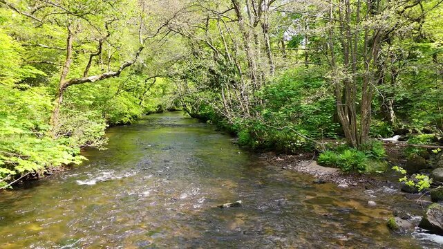 Rocky Stream Through Spring Woodland