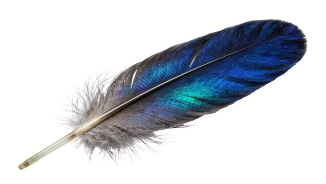 Iridescent blue and green bird feather with fluffy grey base, isolated on transparent background