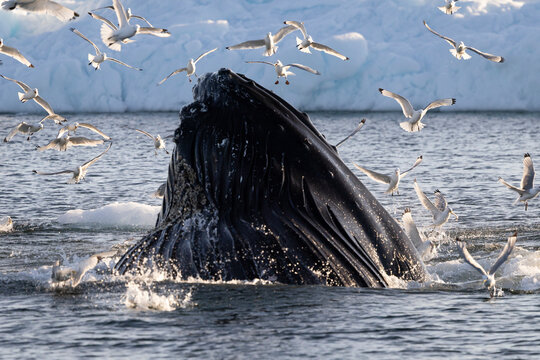 A humpback whale lunge feeding among seagulls in the arctic