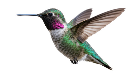 Tiny iridescent green hummingbird with vibrant magenta gorget, isolated on transparent background © Charlie