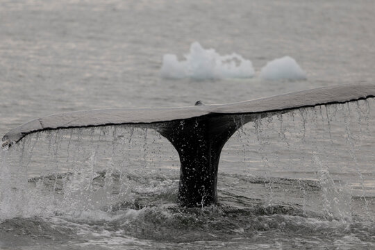 Humpback whale tail fluke dives into cold ocean water
