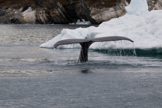 Humpback whale tail fluke dives near an iceberg