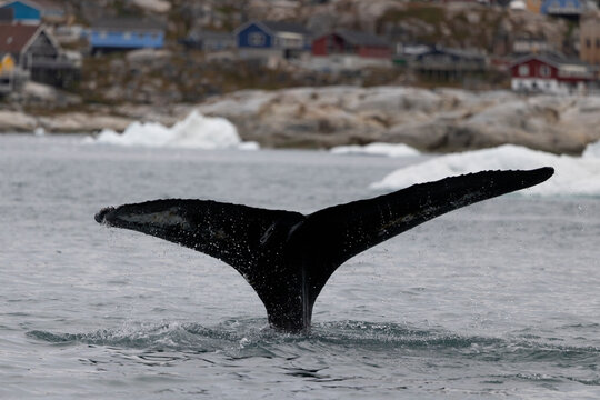 Humpback whale tail diving near a village in Greenland