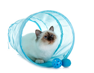 Fototapeta premium birman kitten in studio