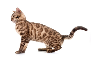 bengal in studio © cynoclub