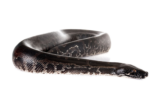 Python curtus in studio