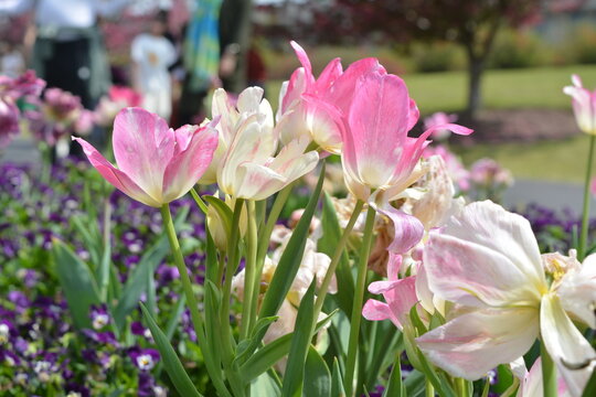 crocuses in spring