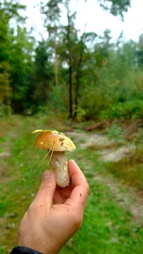 Picking mushrooms in the forest. Selective focus.
