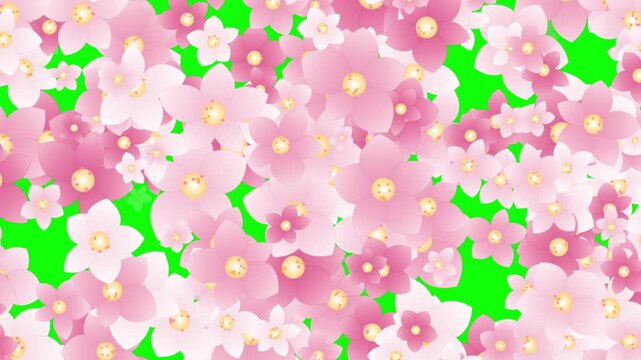 Pink Cherry Blossom Sakura Flowers Transition Animation Covering Screen on Green Screen Background, Spring Floral Reveal Wipe Effect, Full HD 1080p Motion Graphics Overlay for Video Editing