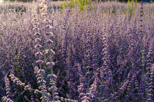Russian sage flowers closeup, Perovskia atriplicifolia ornamental violet blossoms