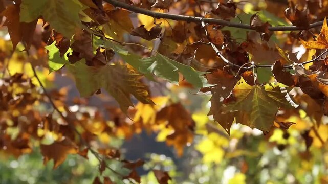 Autumn Plane Tree Leaves Rustling in the Sunlight