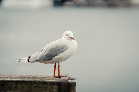 Pigeon Perched on a Table at Barangaroo, Sydney, Australia 2 Jan 2025