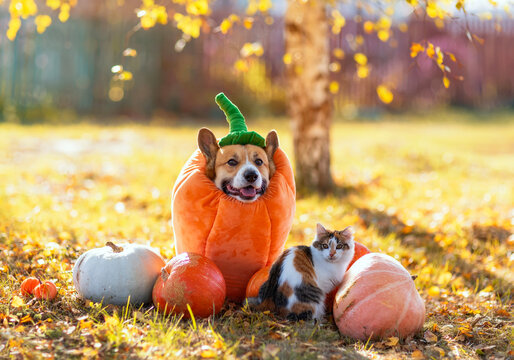 a Corgi dog in a pumpkin costume and a cat  sitting among orange vegetables in a garden during the Halloween holiday.