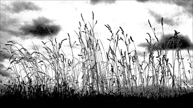 grasses against the sky