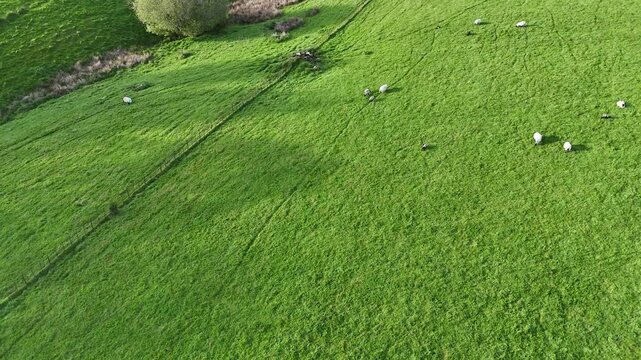 English Countryside Sheep Field Aerial