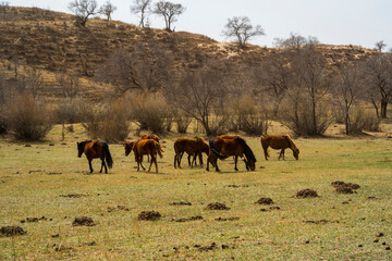A group of horses are on the grassland in early spring. © zhengzaishanchu
