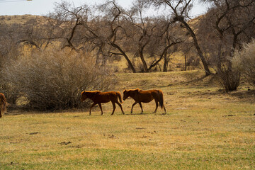 A group of horses are on the grassland in early spring. © zhengzaishanchu