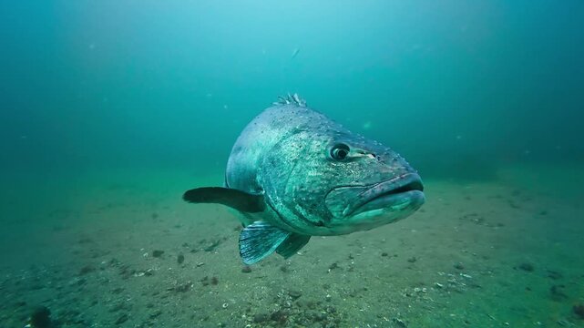 Close of an spinal injured giant sea bass (Stereolepis gigas). It has a solid black bar on the right side and strange swim motion. Face shot then turns to left side. Filmed in Southern California.