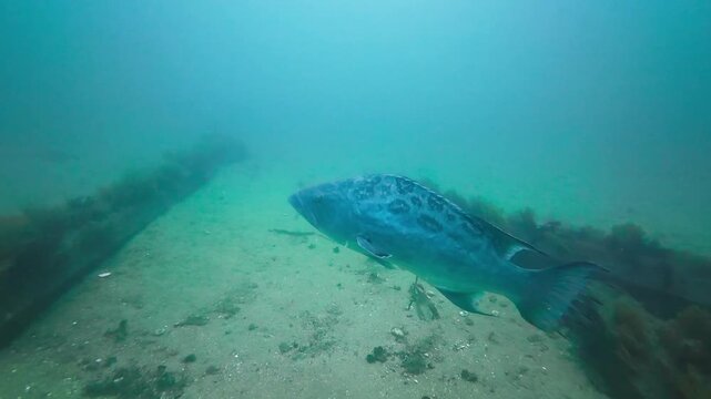 Side shot of a Broomtail Grouper (Mycteroperca xenarcha), spots are visible . It swims up from the artificial reef. AKA Mangrove Grouper. Filmed in Southern California.