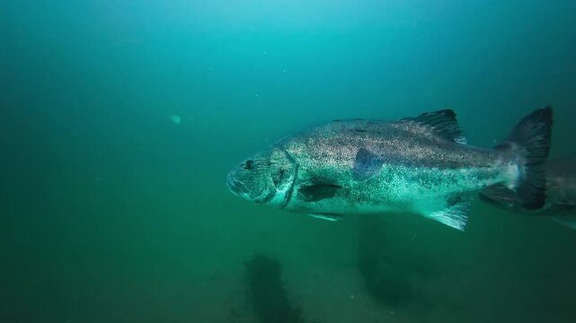 A pair of giant sea bass (Stereolepis gigas) swimming to the left above an artificial reef. Filmed in Southern California.