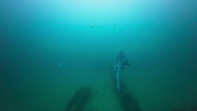 Tail shot of a Broomtail Grouper (Mycteroperca xenarcha) highlighting the unique tail. It swims above an artificial reef. AKA Mangrove Grouper. Filmed in Southern California.