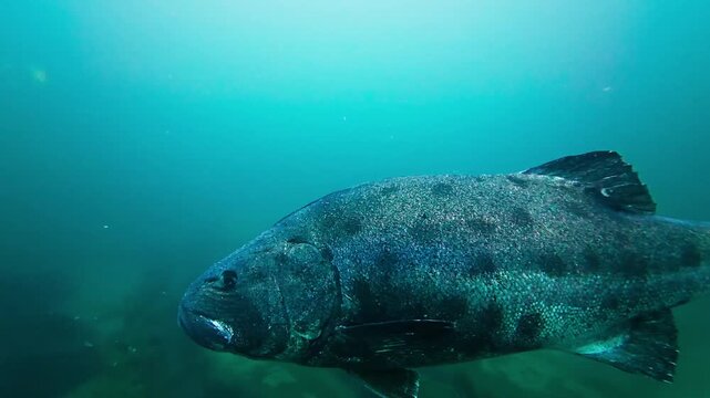 A pair of giant sea bass (Stereolepis gigas) swims to the left above an artificial reef. Spots are clearly visible on the GSB. Filmed in Southern California.