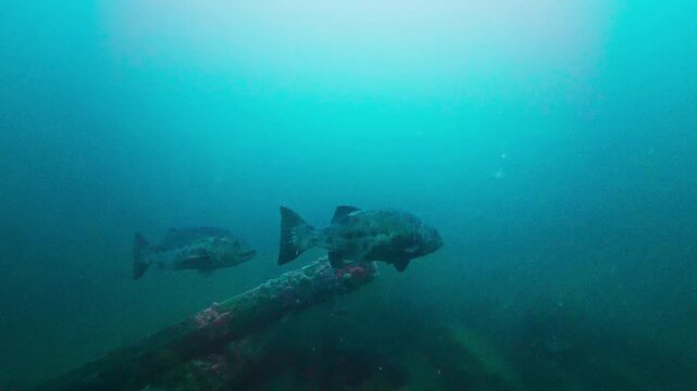 A pair of giant sea bass (Stereolepis gigas) swims an old pier piling of and artificial reef. Spots are visible. Filmed in Southern California.