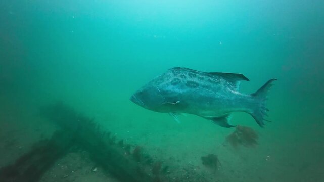 Side shot of a Broomtail Grouper (Mycteroperca xenarcha), spots are visible . It swims above an artificial reef. AKA Mangrove Grouper. Filmed in Southern California.