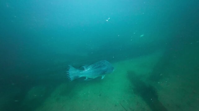 Broomtail Grouper (Mycteroperca xenarcha) above an artificial reef. Spots are visible as it slowly swims away. AKA Mangrove Grouper. Filmed in Southern California.