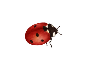 Watercolor ladybugs for playful nature, spring and summer designs. © ElenAlexart