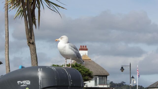 A Herring Gull, Larus argentatus, perched on a bin near the sea. Paignton. Devon. UK.