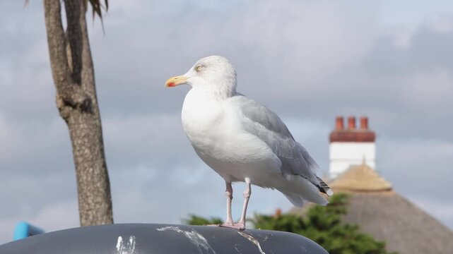 A Herring Gull,,Larus argentatus, perched on a bin near the harbour. Paignton. Devon. UK