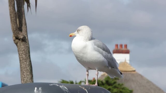 A Herring Gull, Larus argentatus, perched on a bin near Paignton Harbour. Devon. UK