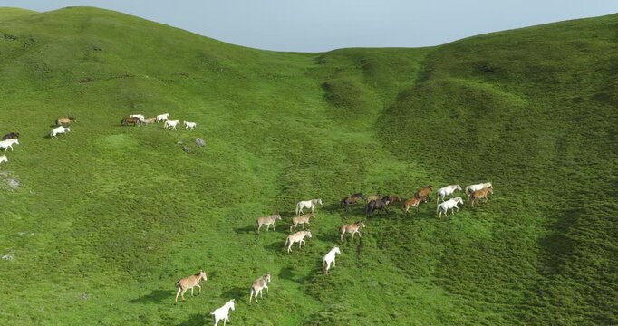 Badimalika region, Bajura, Nepal, aerial shot of a large herd of horses trotting and roaming up a steep green alpine slope in Triveni Patan grassland under clear sunny skies