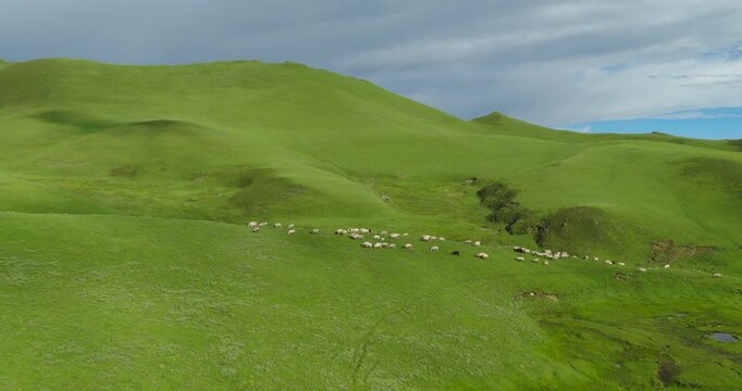 Badimalika region, Bajura, Nepal, drone shot of a flock of sheep grazing across vast green pastures and rolling alpine hills in Triveni Patan grassland under a clear sky.
