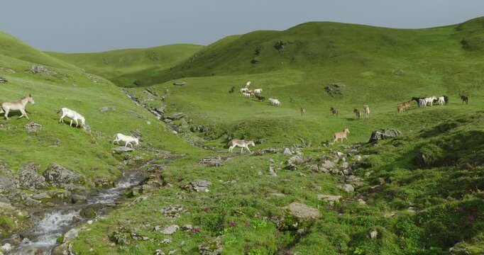 Badimalika region, Bajura, Nepal, drone push-in towards the horses grazing along green alpine pasture hills in Triveni Patan grassland across rocky terrain and a clear mountain stream