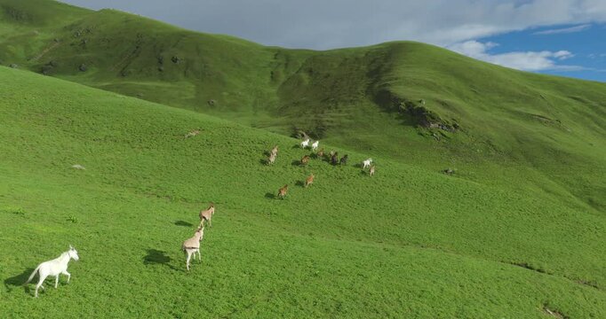 Badimalika region, Bajura, Nepal, aerial view of a herd of colorful horses running across lush green rolling pastures in Triveni Patan vast grassland under blue skies.
