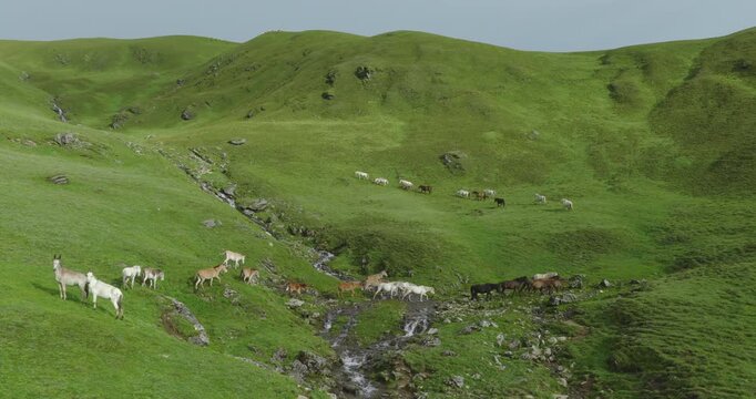 Badimalika region, Bajura, Nepal, aerial shot of scattered horses grazing and moving across green alpine pastures near a mountain stream in Triveni Patan grassland.