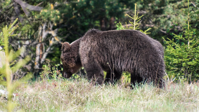 The brown bear (Ursus arctos)  is currently a common animal in the Slovak Carpathians.