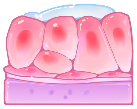 Early follicular phase breast changes, illustration
