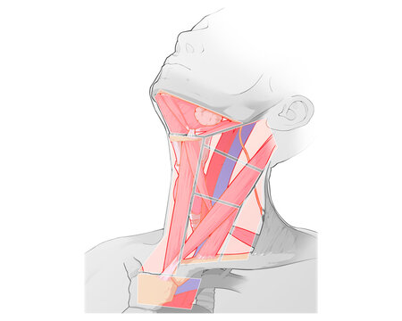 Neck lymph node regions, illustration