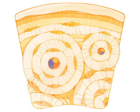 Compact bone microstructure, illustration