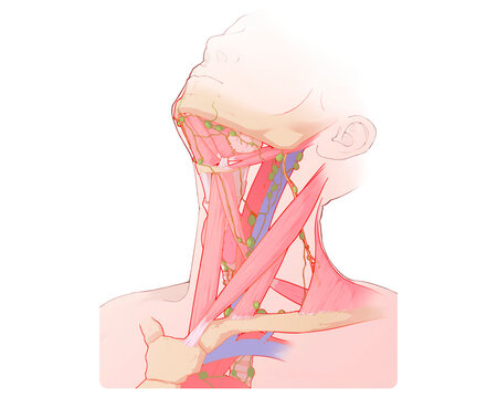 Neck lymph nodes, illustration