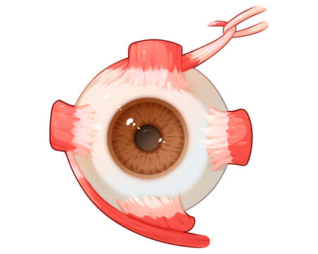 Eye muscles, illustration