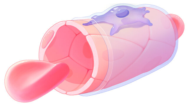 Continuous capillary, illustration