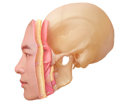 Soft tissue layers of a male face, illustration