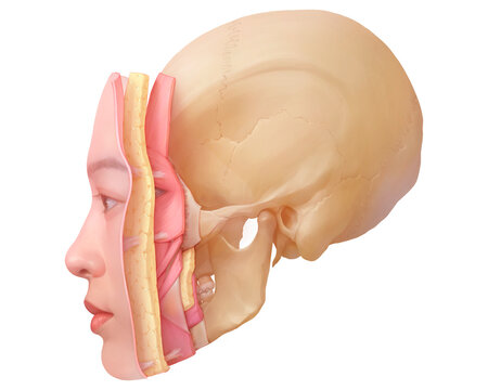 Facial tissue layers, illustration